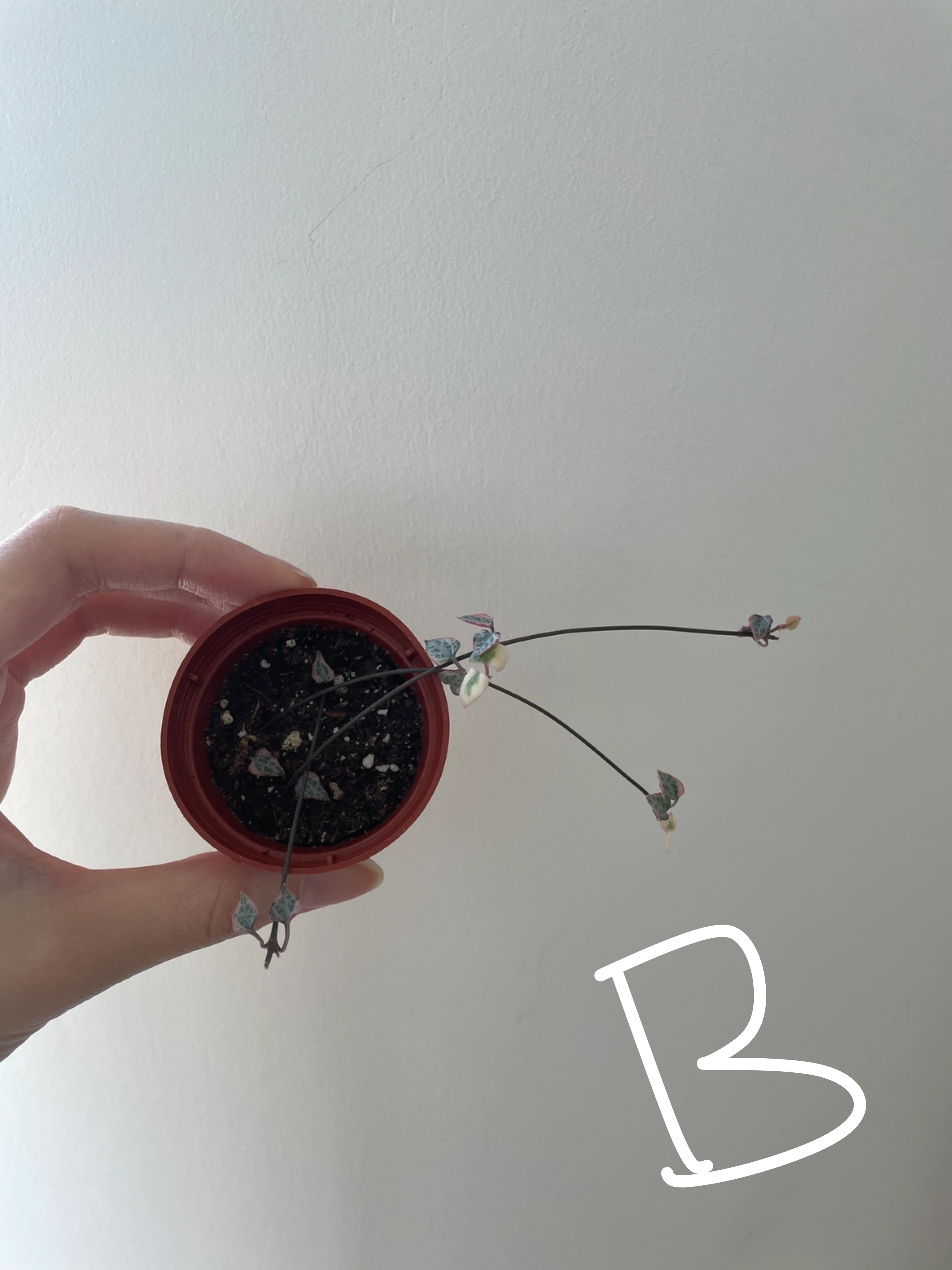 Variegated string of hearts small - photo 3