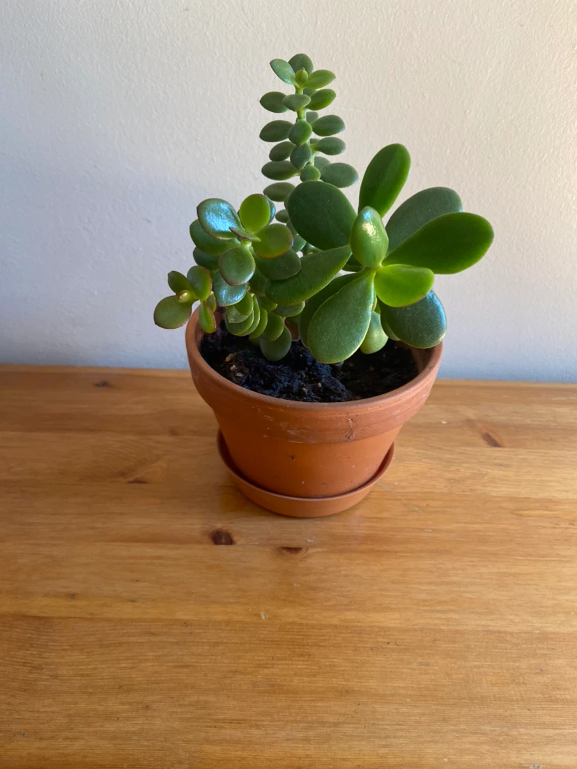 Healthy Jade Plant in Terra Cotta Pot