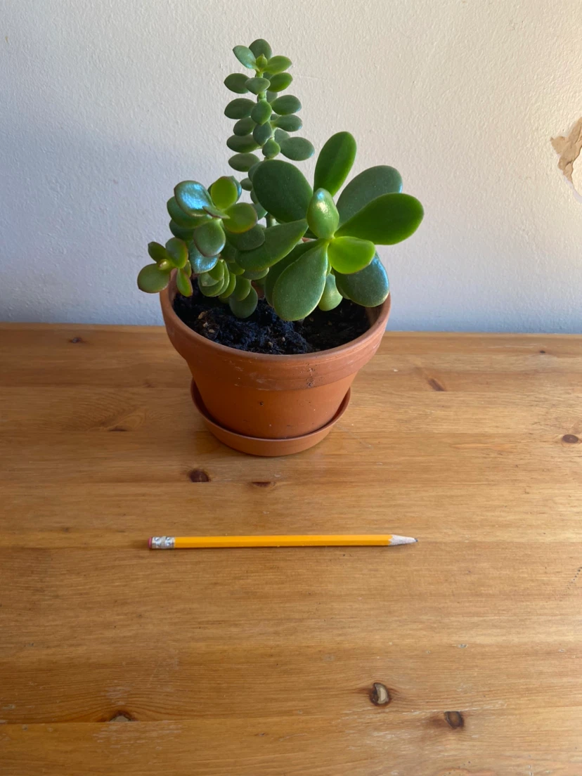 Healthy Jade Plant in Terra Cotta Pot - photo 2