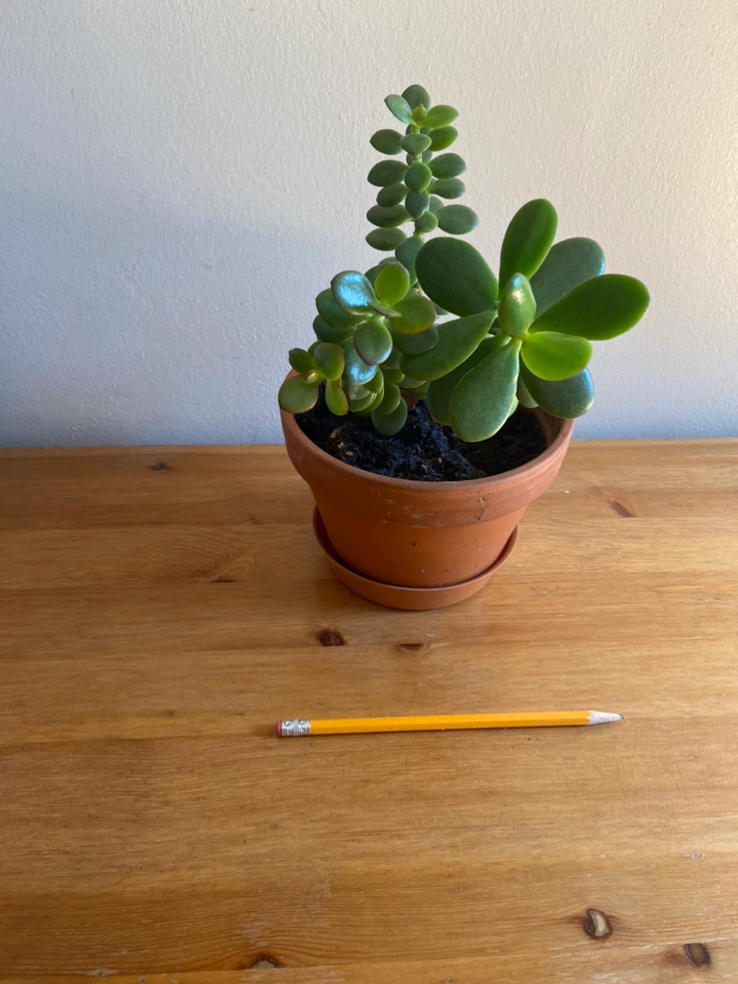 Healthy Jade Plant in Terra Cotta Pot - photo 3