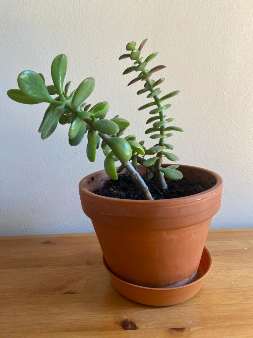Healthy Jade Plant in Terra Cotta Pot - photo 4