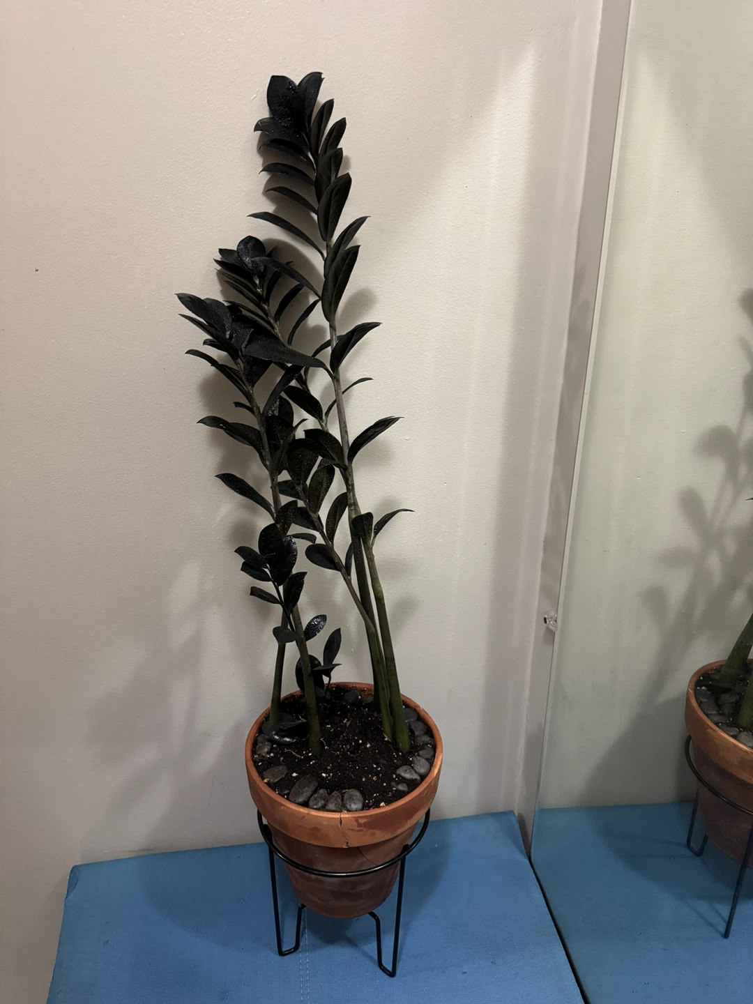Raven ZZ Plant in Terra Cotta Pot