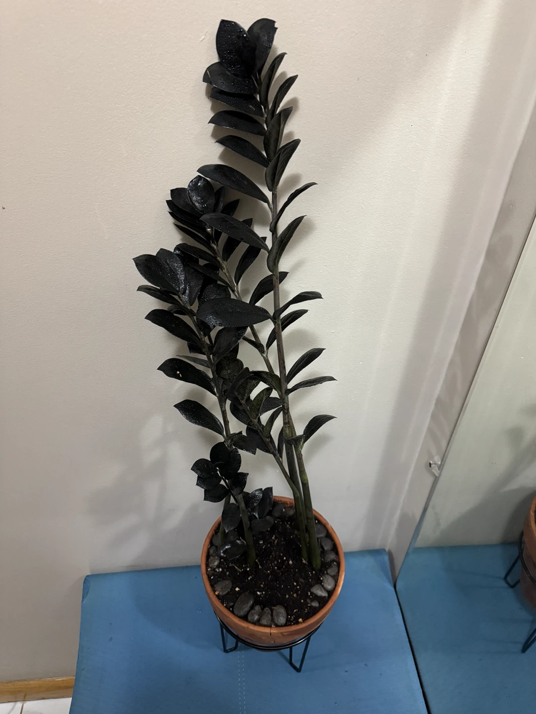 Raven ZZ Plant in Terra Cotta Pot - photo 2