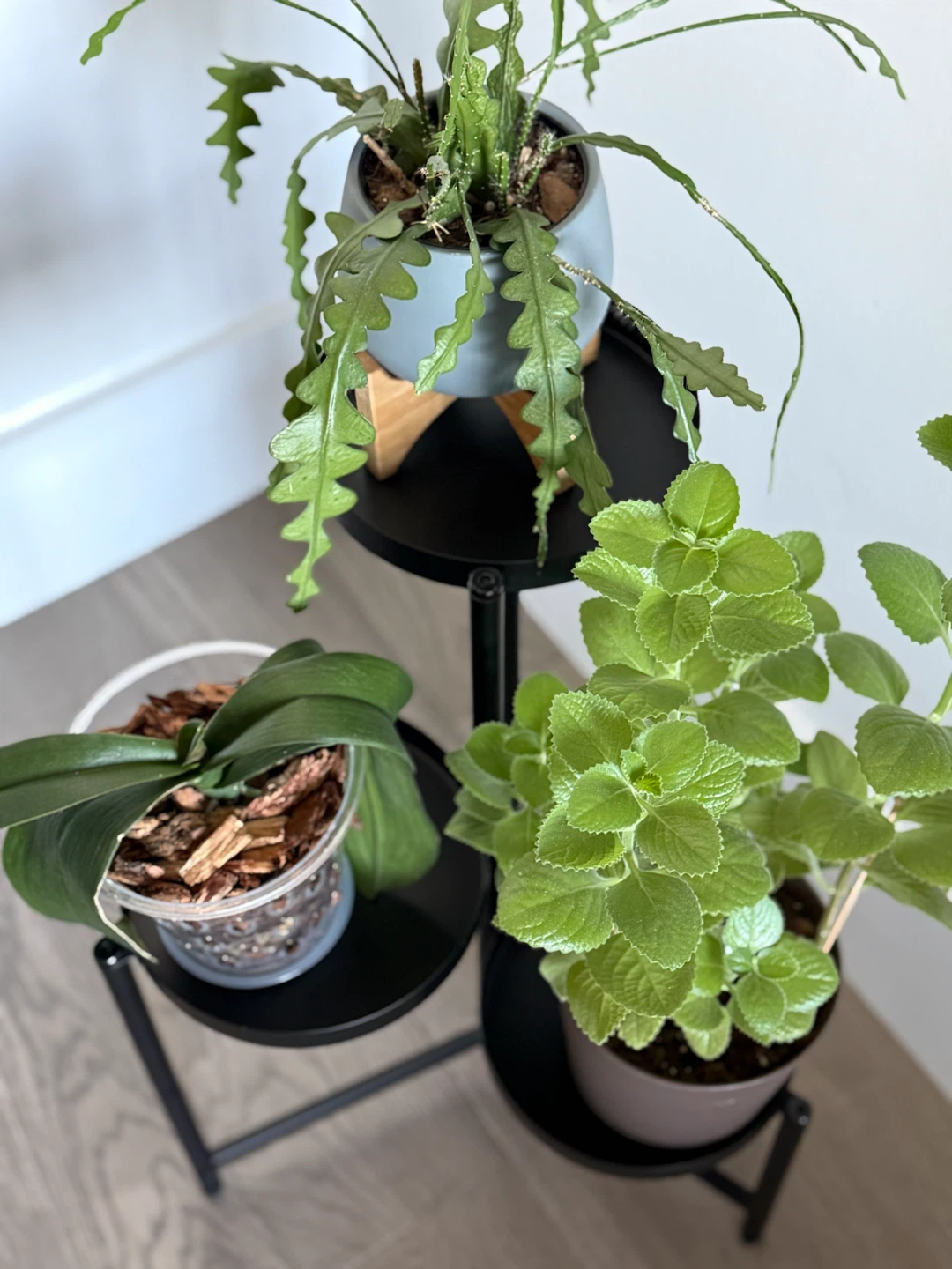 Oregano, orchid, zig zag cactus with pots