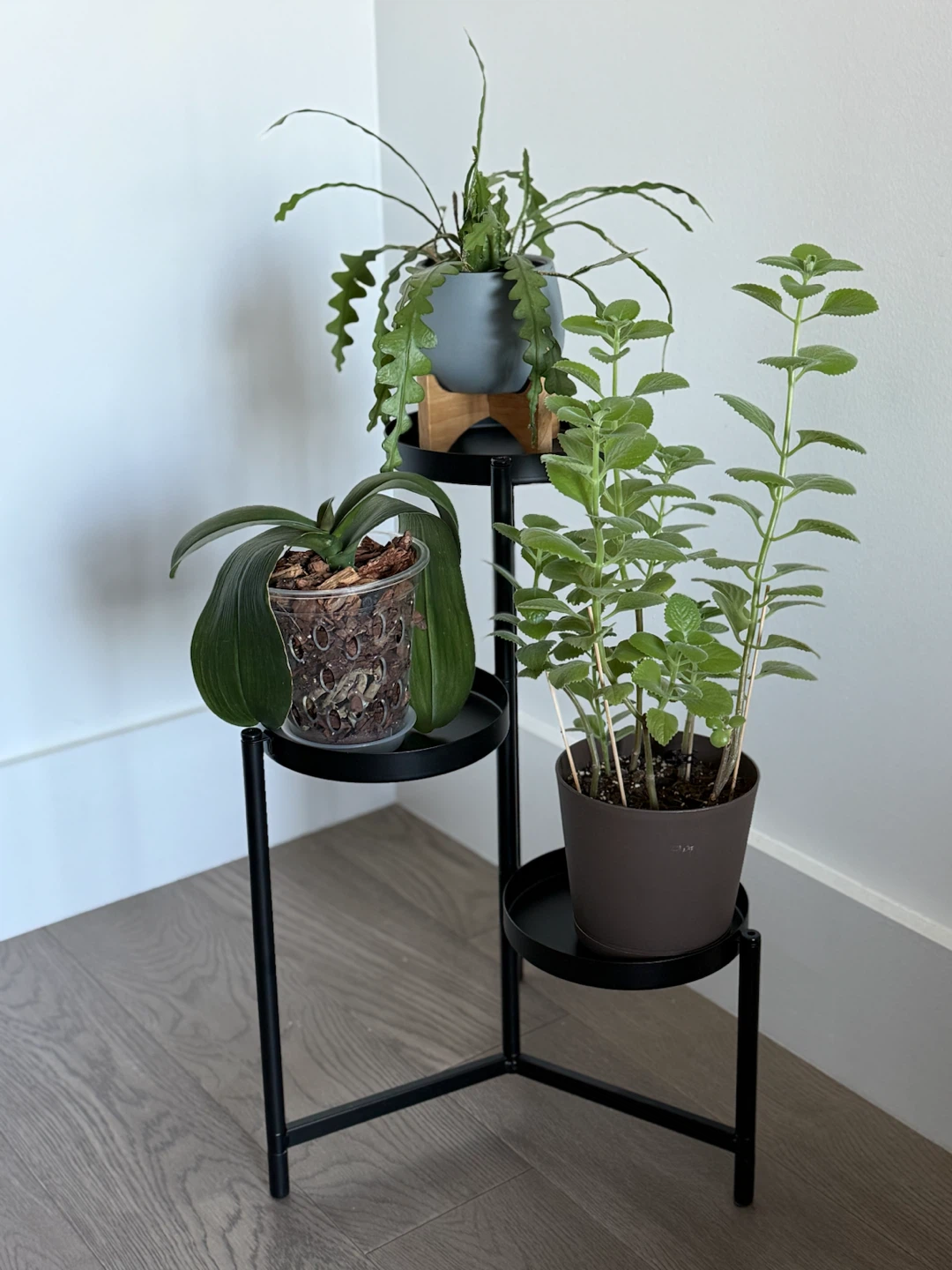 Oregano, orchid, zig zag cactus with pots - photo 2