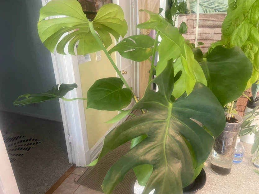 Monstera Deliciosa Plant