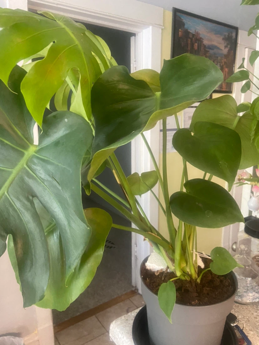 Monstera Deliciosa Plant - photo 2
