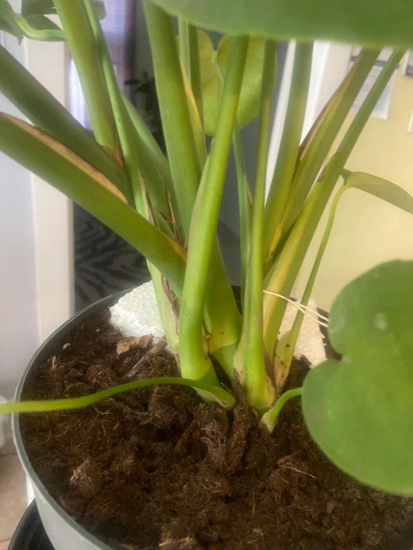 Monstera Deliciosa Plant - photo 3