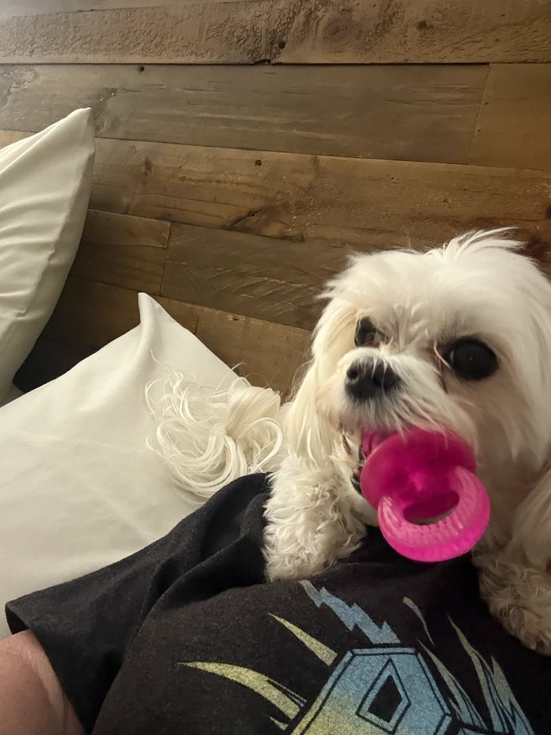 Dog Sitter