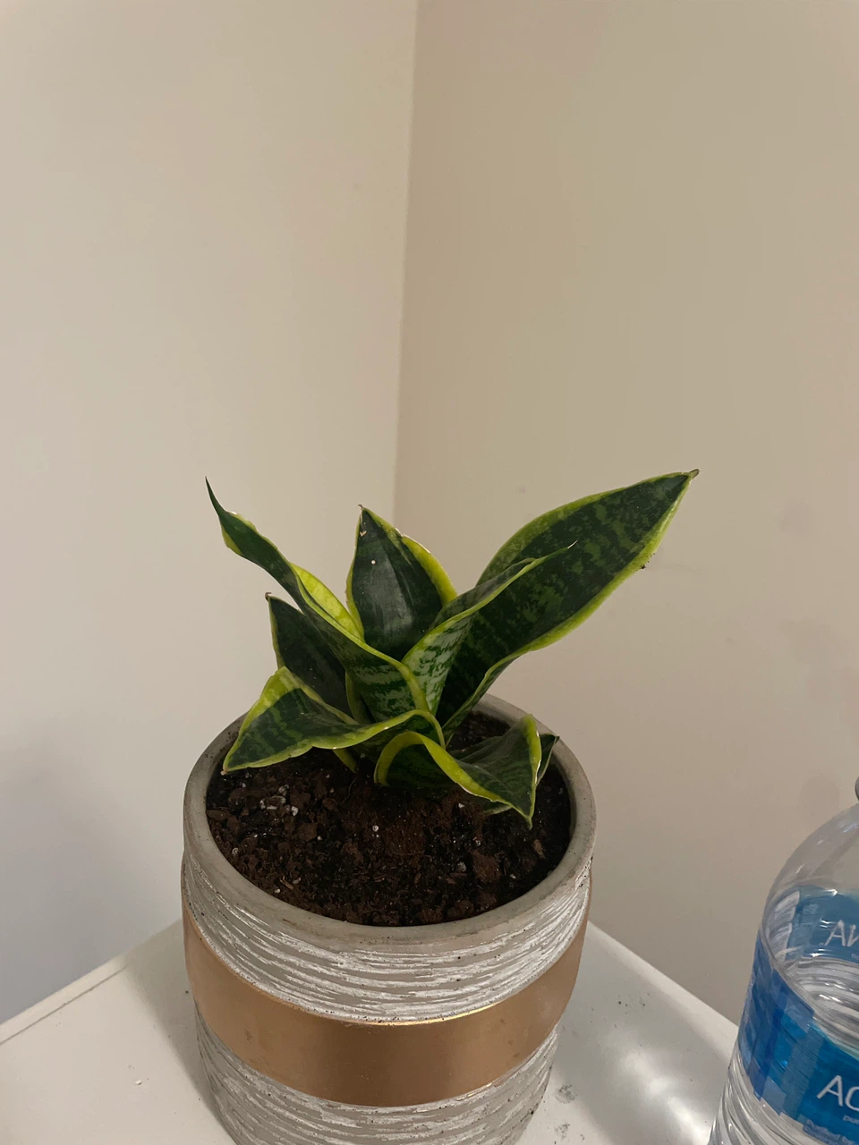 Snake Plant in Decorative Pot - photo 2