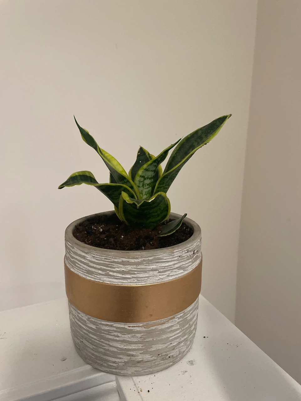 Snake Plant in Decorative Pot - photo 3