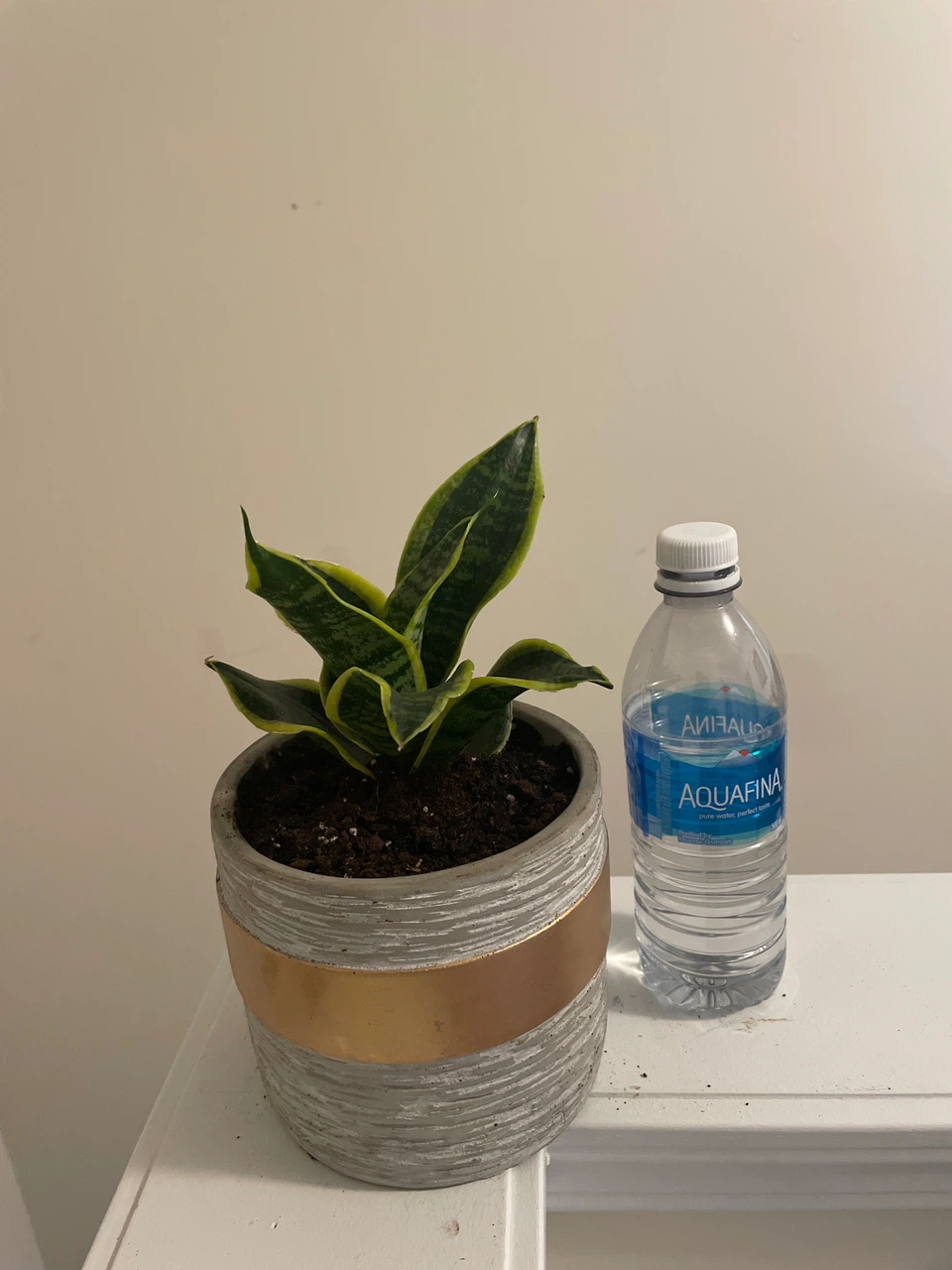 Snake Plant in Decorative Pot - photo 4