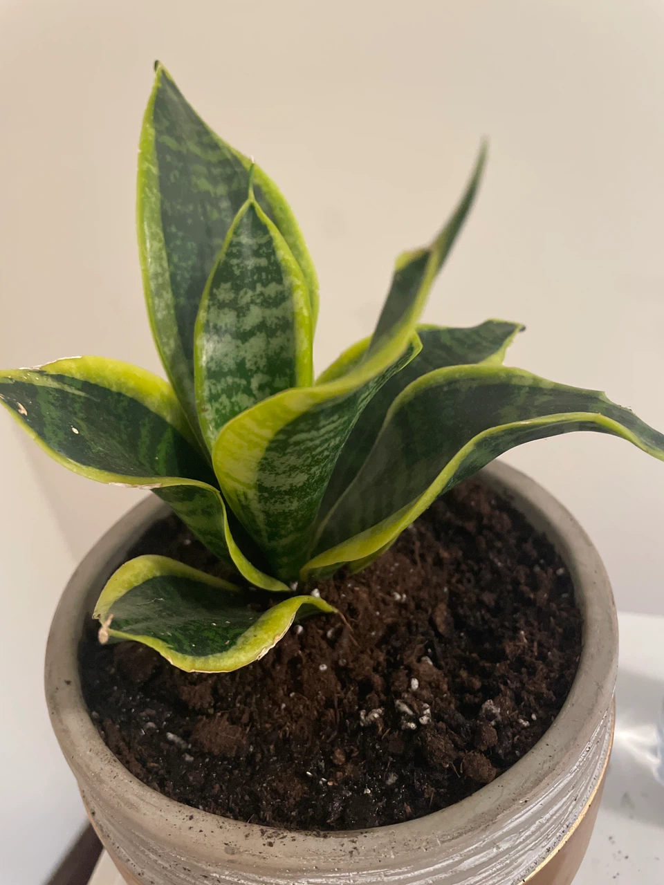 Snake Plant in Decorative Pot