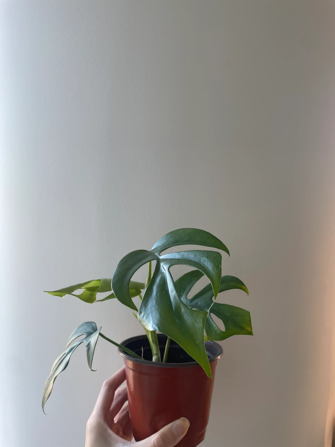 Rhaphidophora Tetrasperma - Mini Monstera