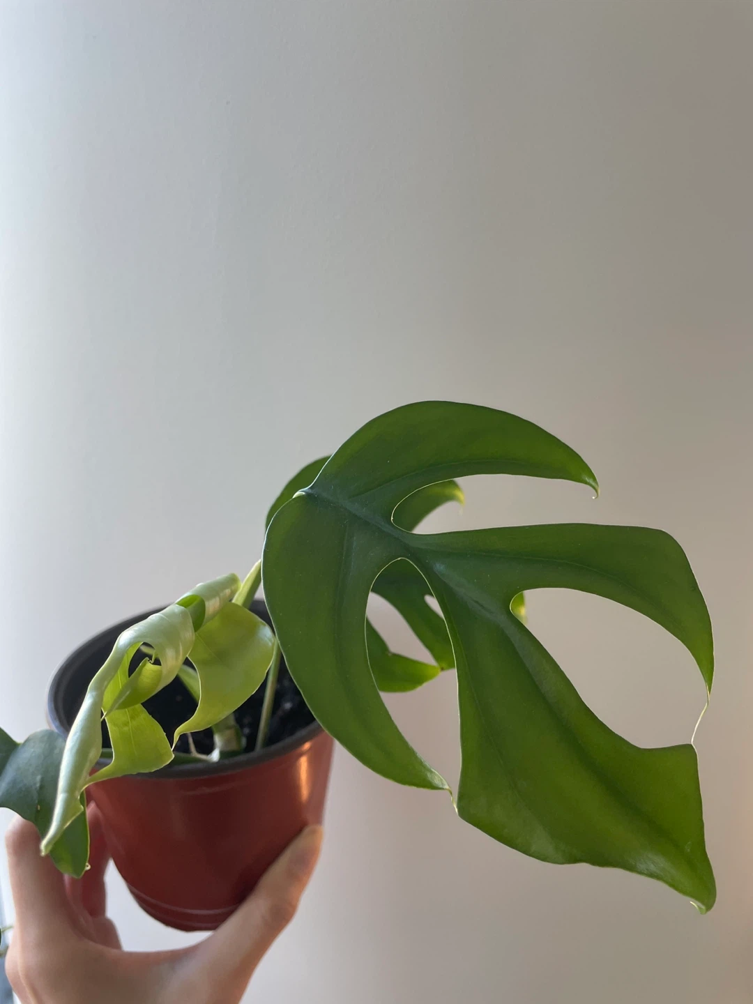 Rhaphidophora Tetrasperma - Mini Monstera - photo 2