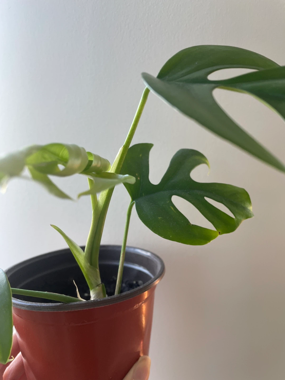 Rhaphidophora Tetrasperma - Mini Monstera - photo 3