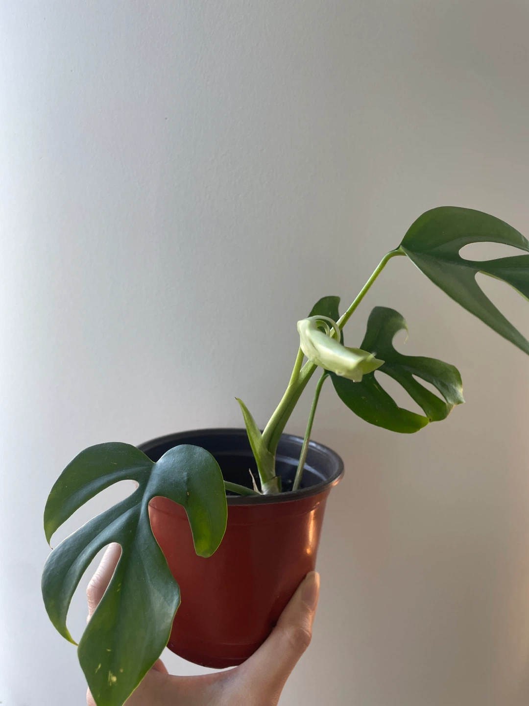 Rhaphidophora Tetrasperma - Mini Monstera - photo 4
