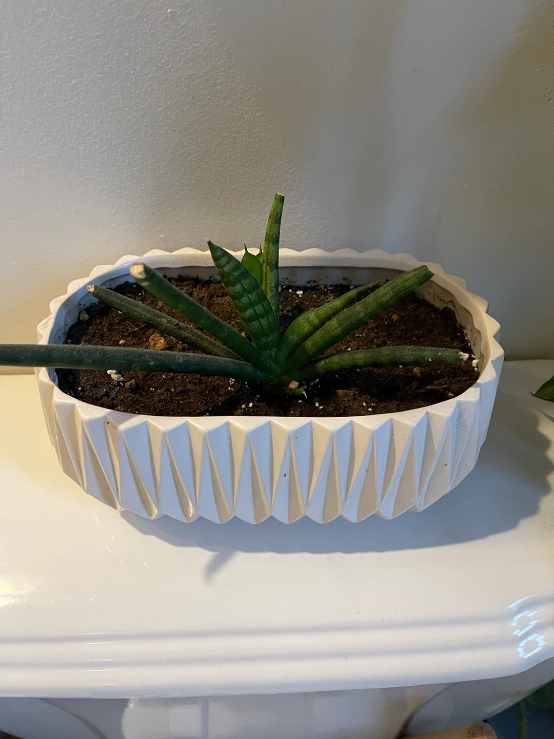 Aloe Plant in White Ceramic Planter