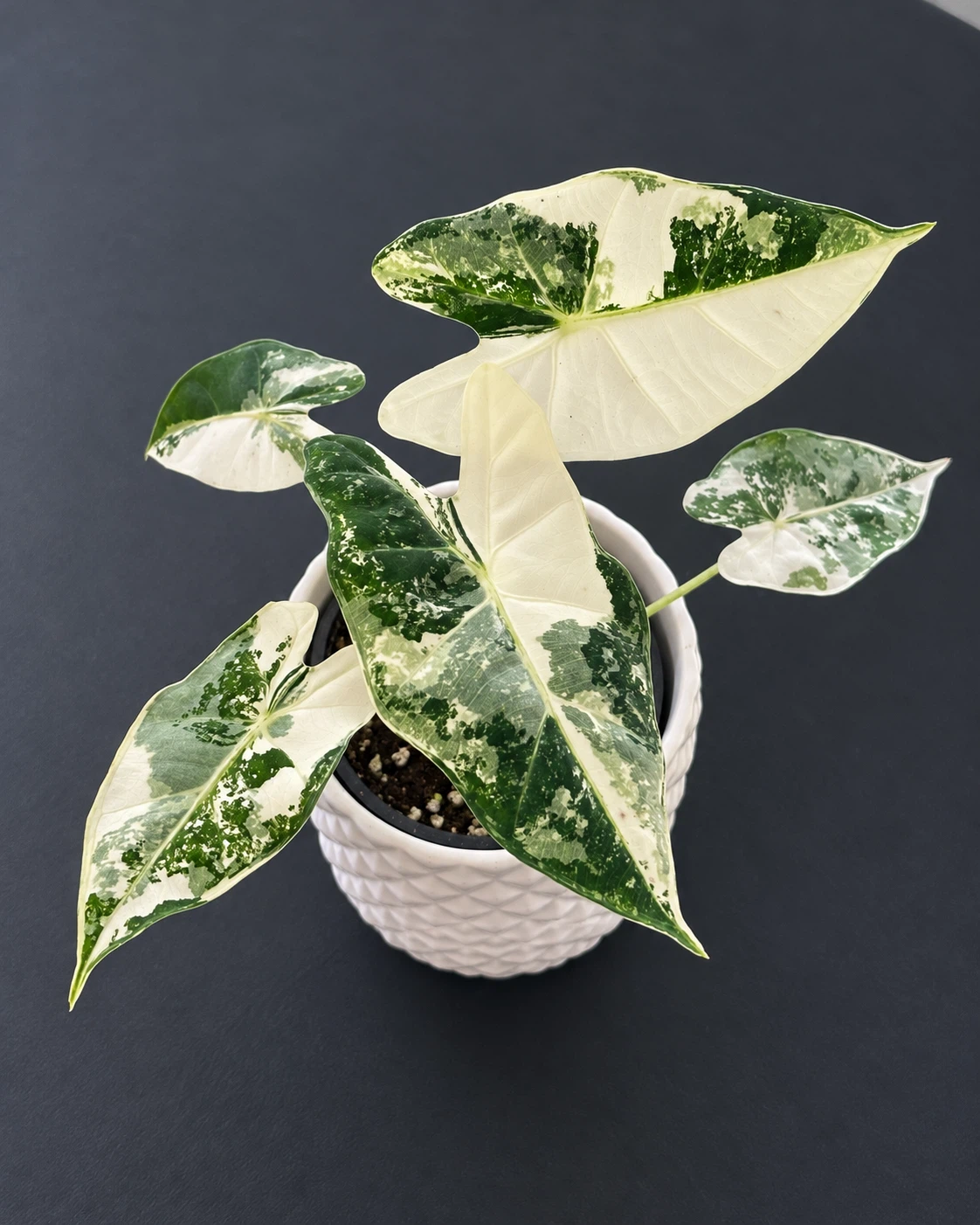 Variegated Alocasia Frydek -3.5” pot