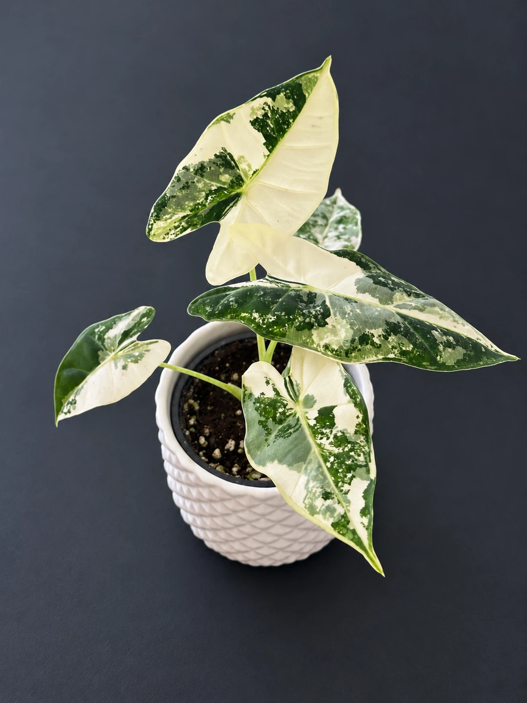 Variegated Alocasia Frydek -3.5” pot - photo 2