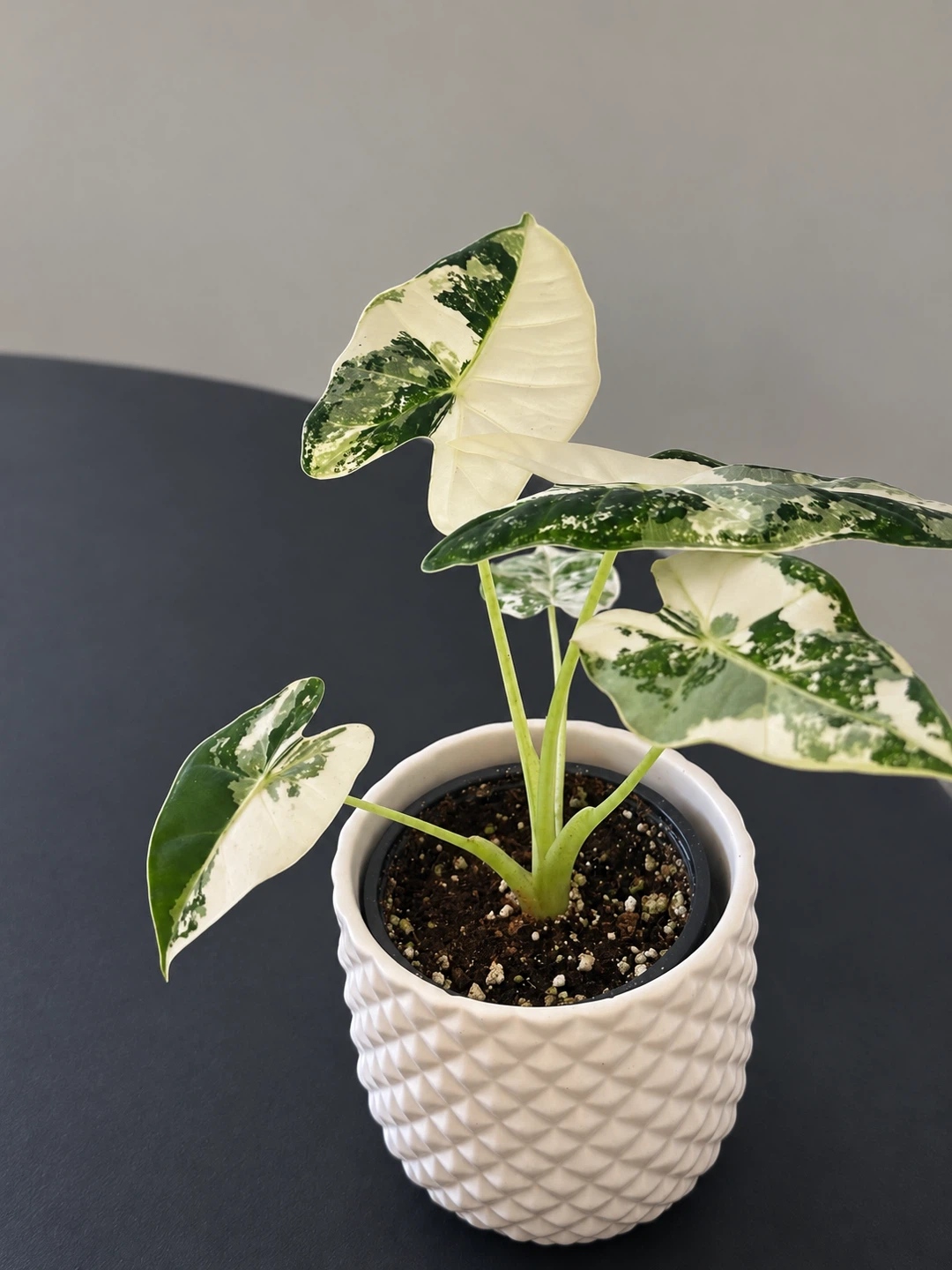 Variegated Alocasia Frydek -3.5” pot - photo 3