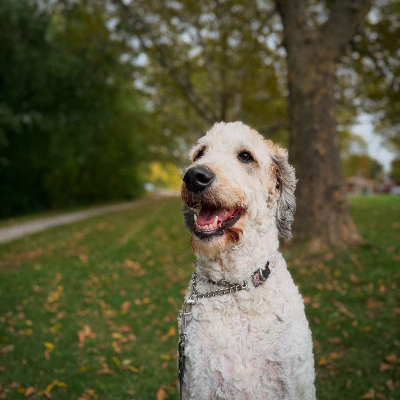 DOG WALKER IN WESTERN HILL - photo 5