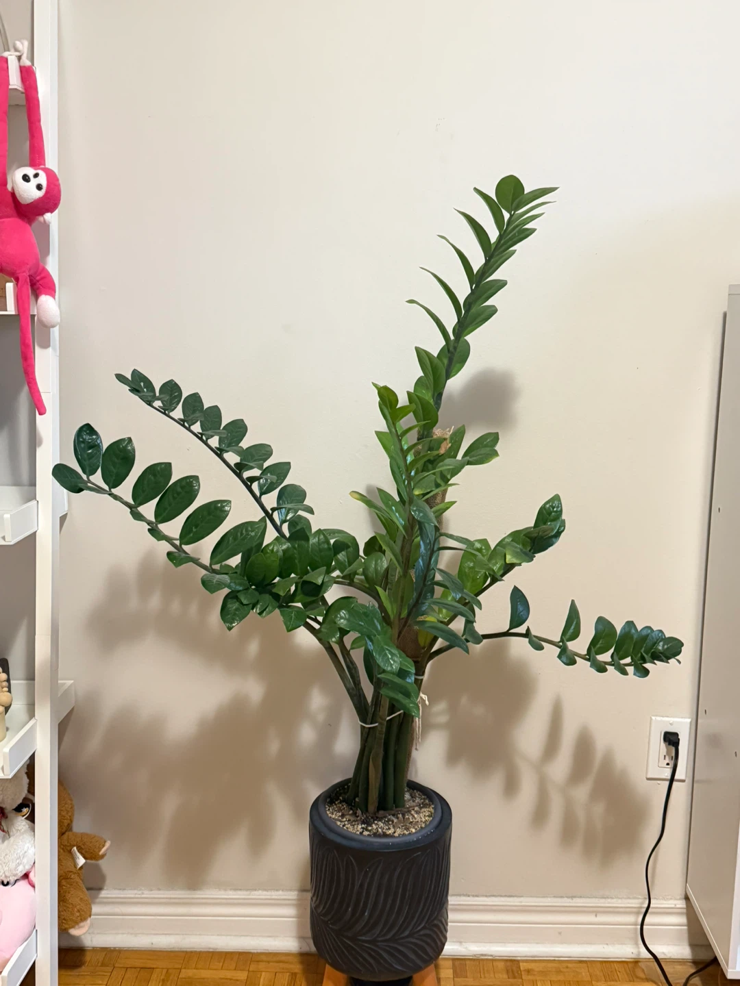 Large ZZ Plant with Decorative Pot