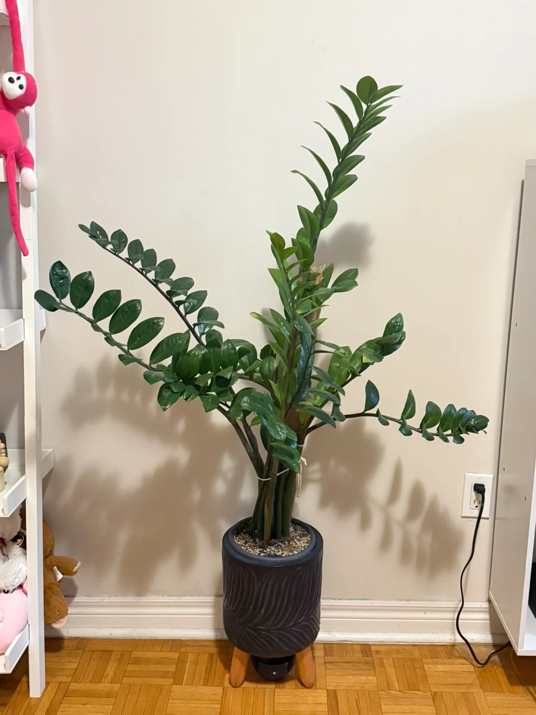 Large ZZ Plant with Decorative Pot - photo 2