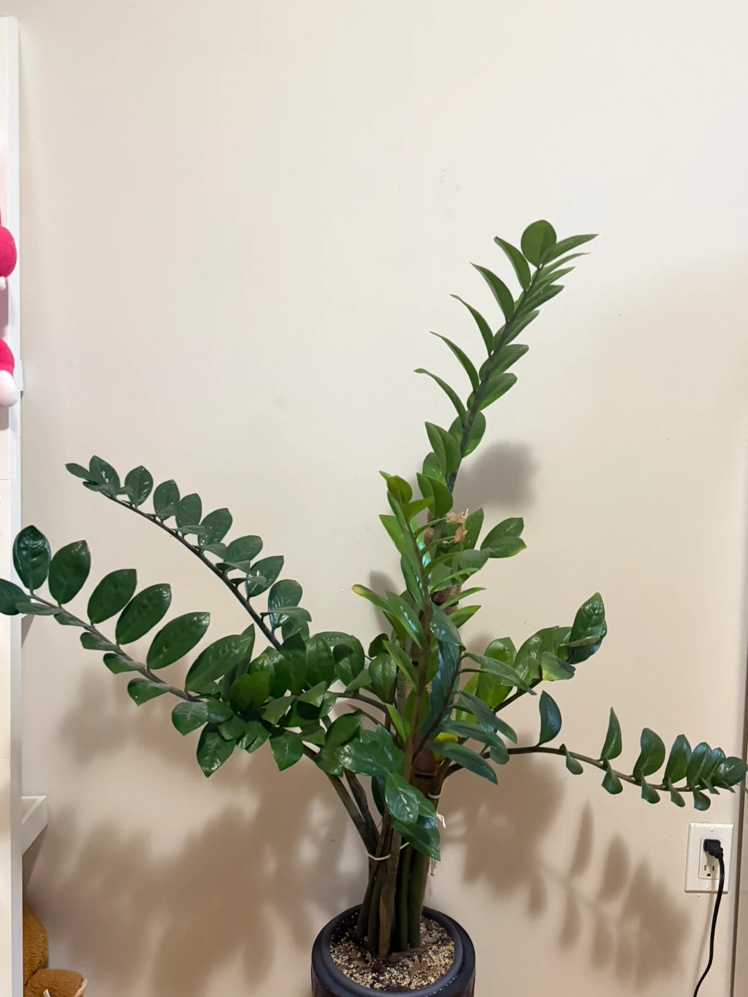 Large ZZ Plant with Decorative Pot - photo 3
