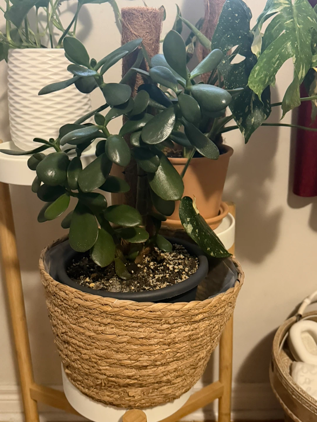 Jade Plant in Woven Basket