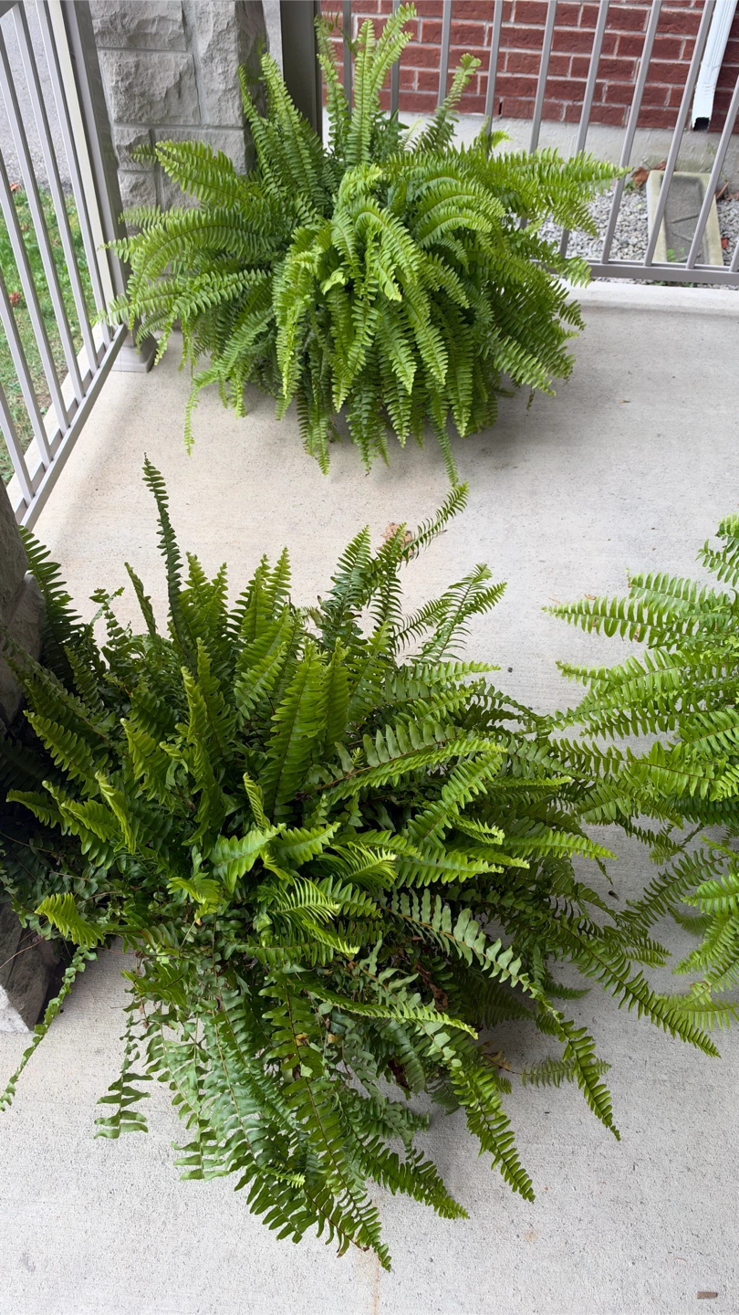 Large Boston Ferns