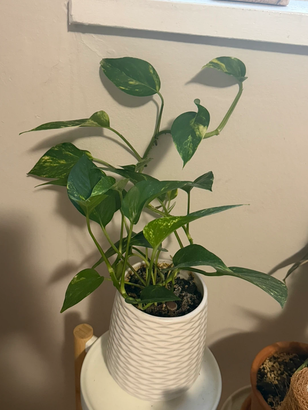 Golden Pothos in White Textured Pot