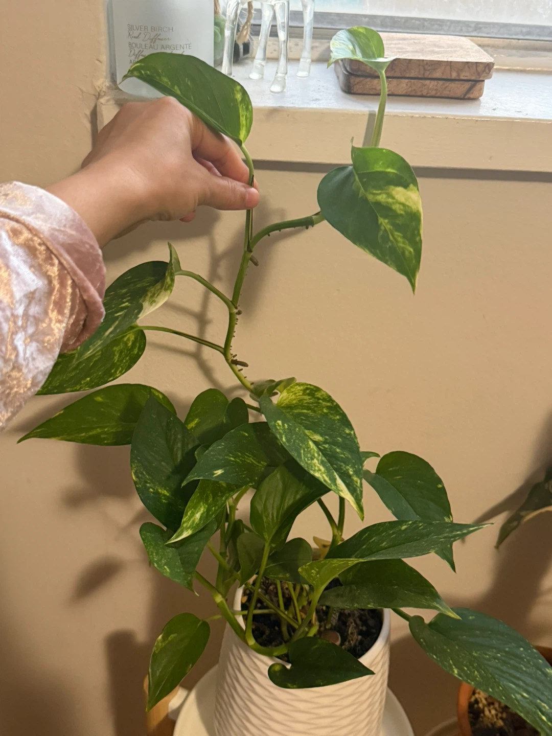 Golden Pothos in White Textured Pot - photo 2