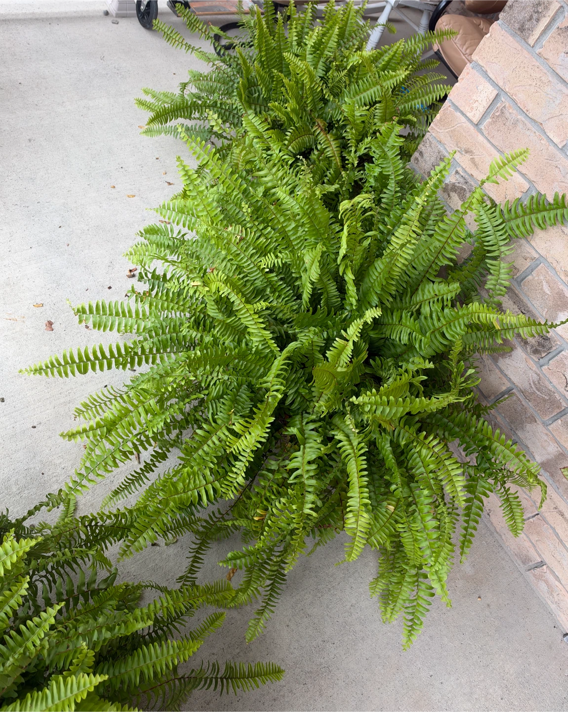 Large Boston Ferns - photo 2