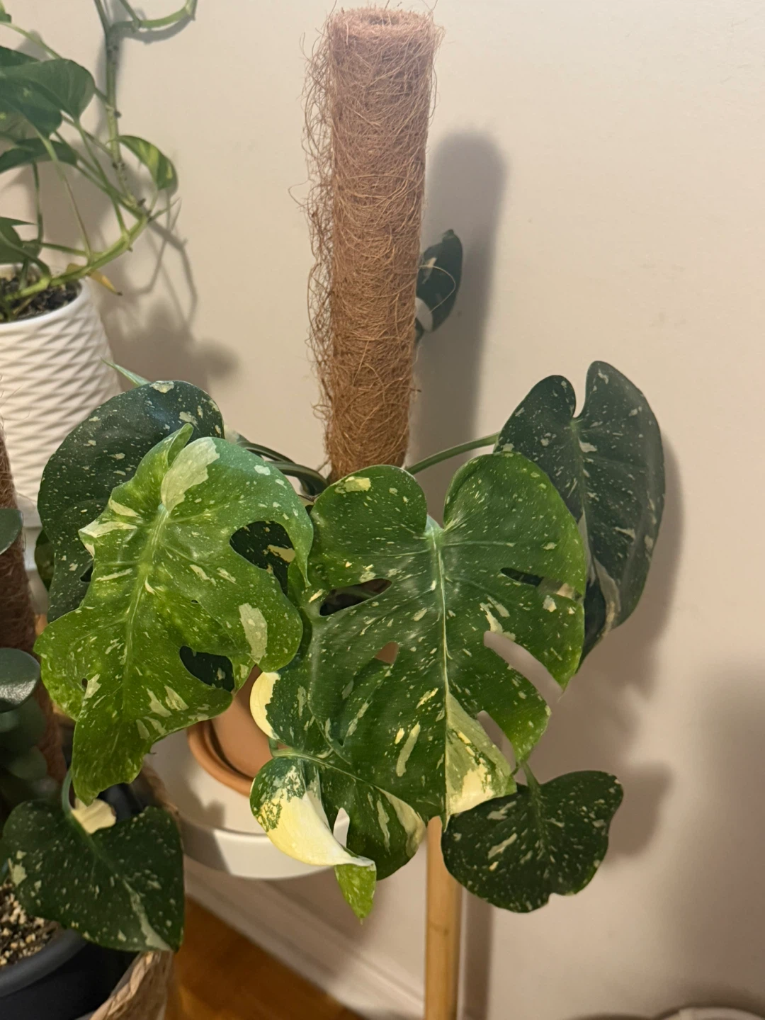 Monstera Thai Constellation