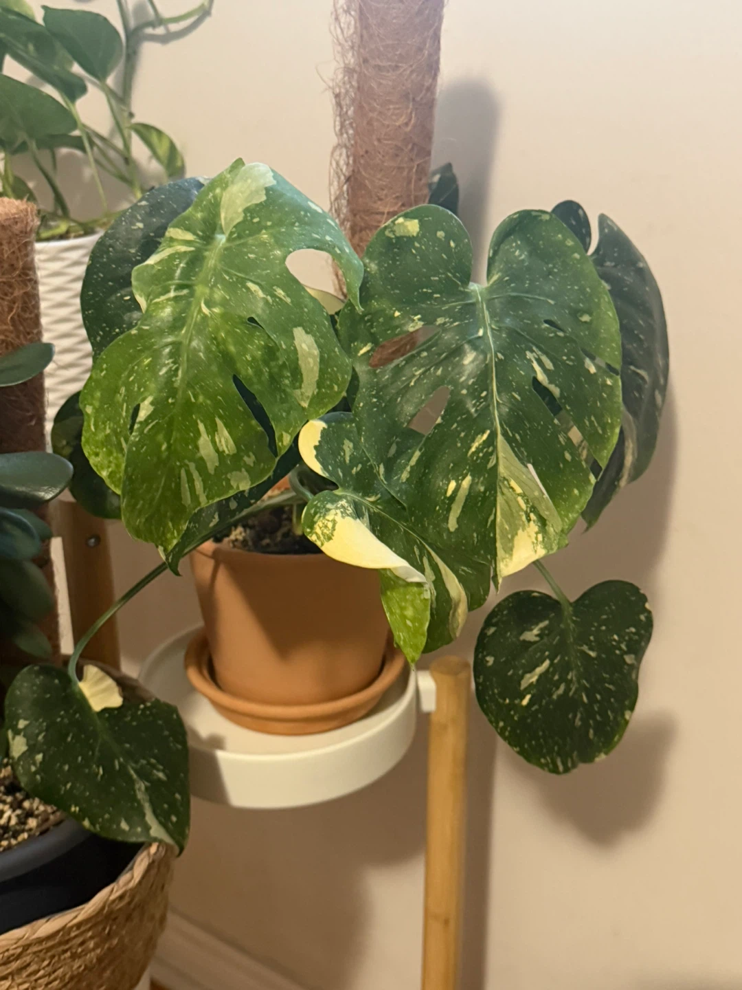 Monstera Thai Constellation - photo 2