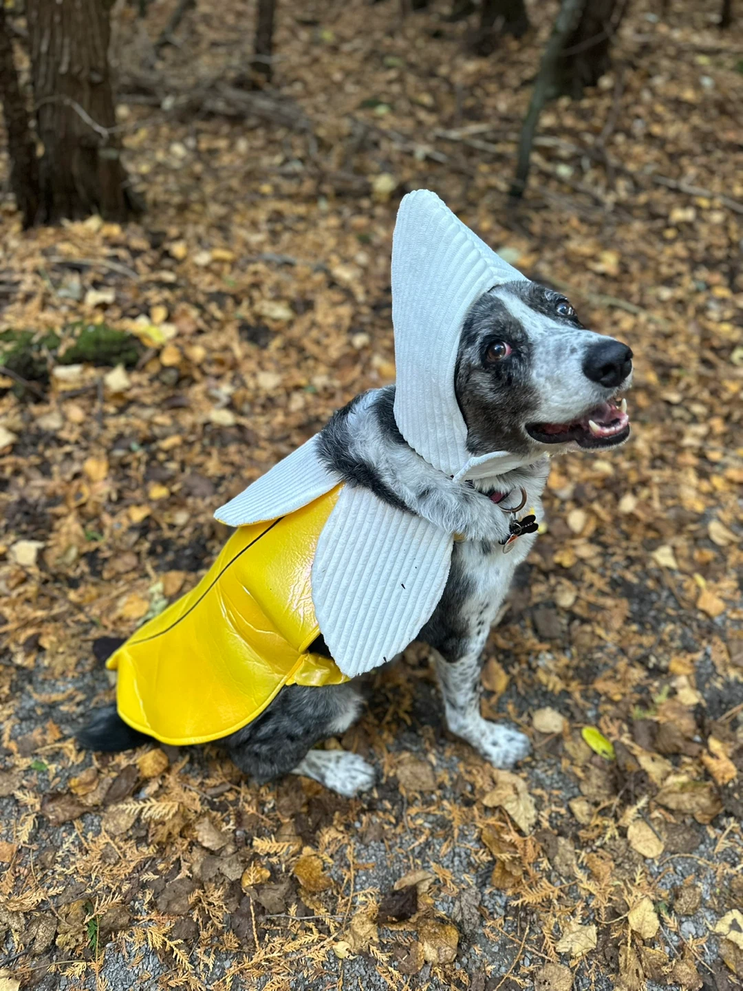 Banana Halloween Costume for dog