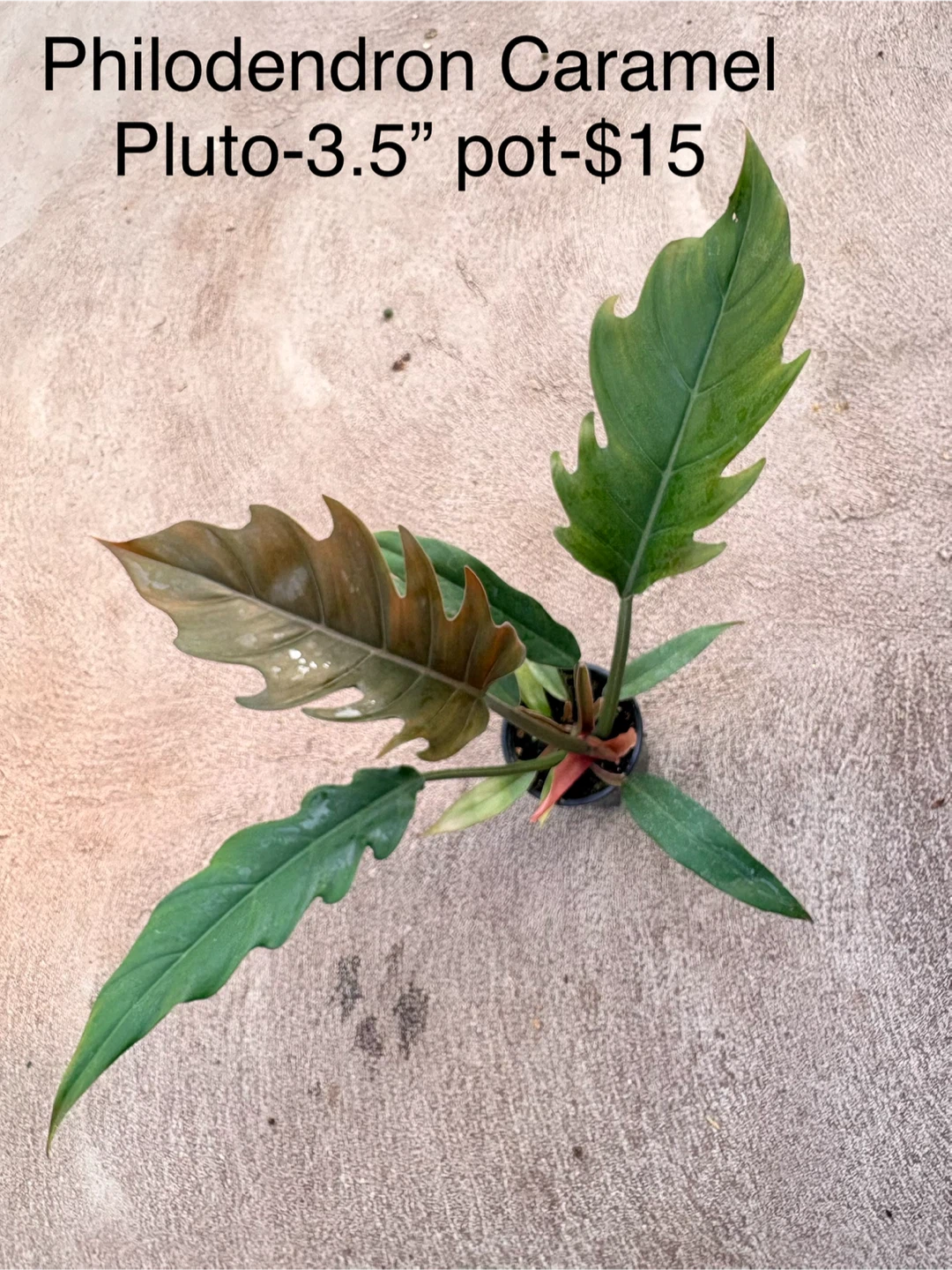 Philodendron Caramel Pluto