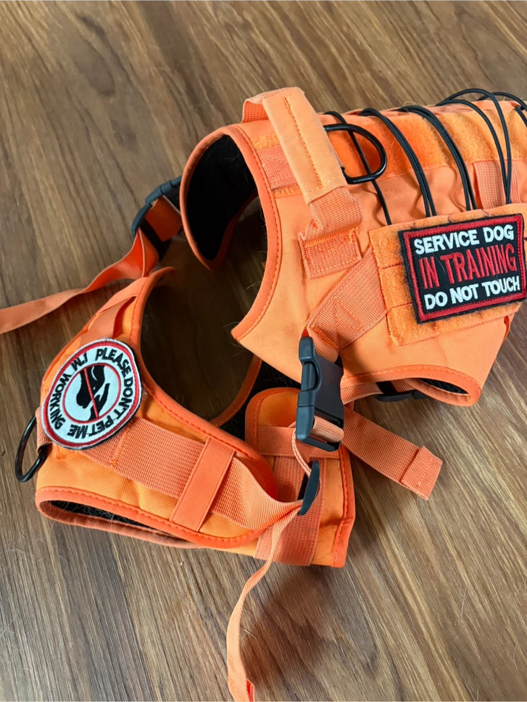 Orange Service Dog in Training Harness - photo 4
