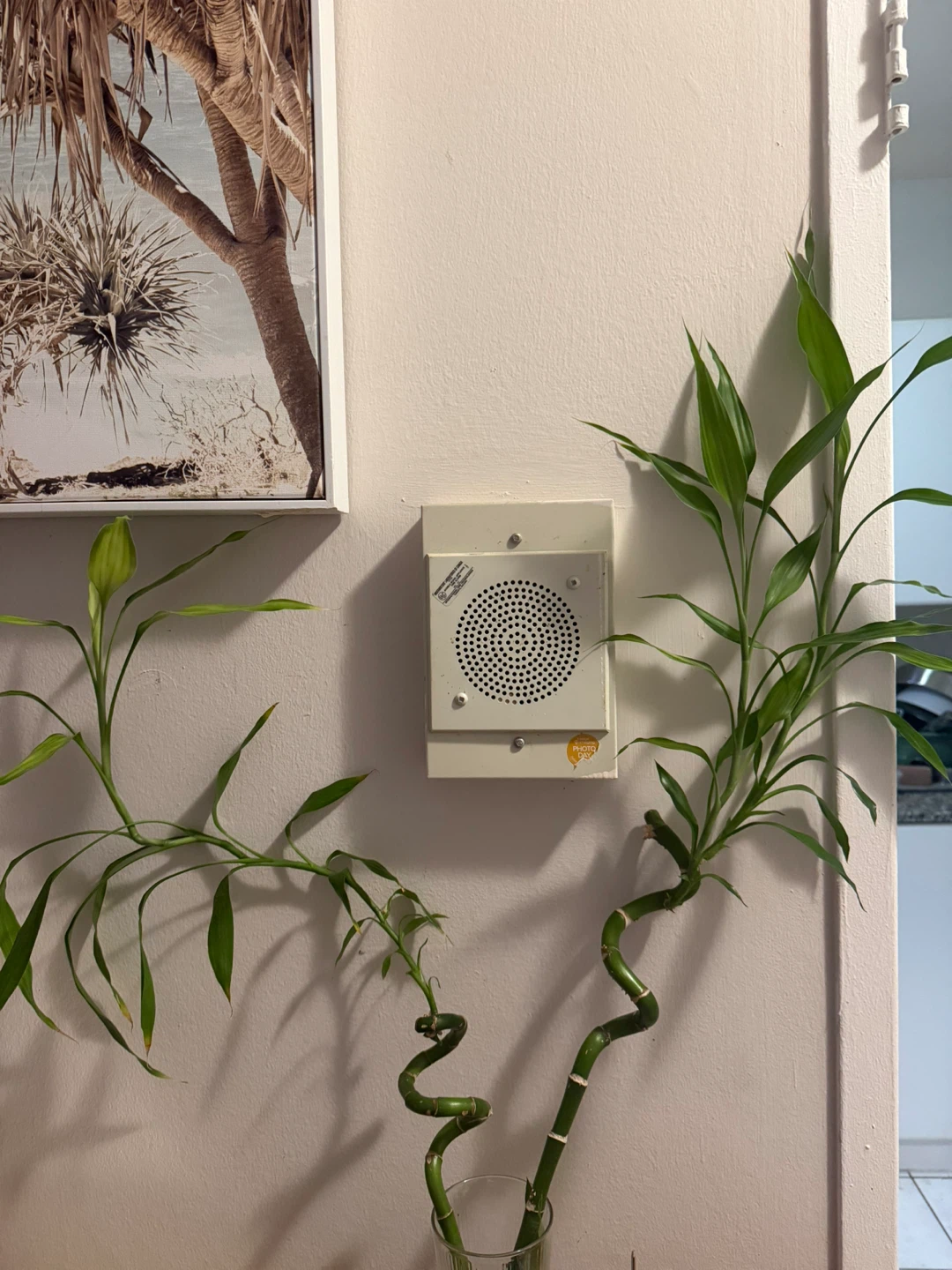 Lucky Bamboo Plant