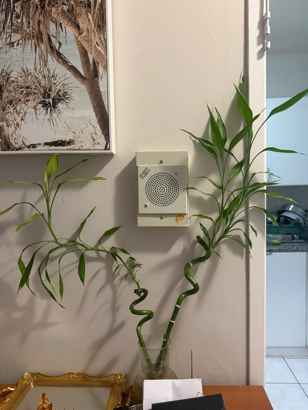 Lucky Bamboo Plant - photo 2