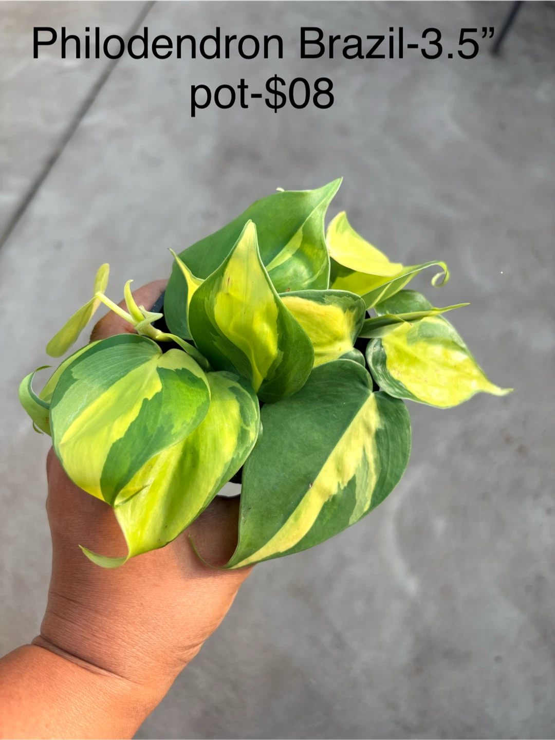 Assorted Houseplants in 3.5-inch and 4-inch Pots