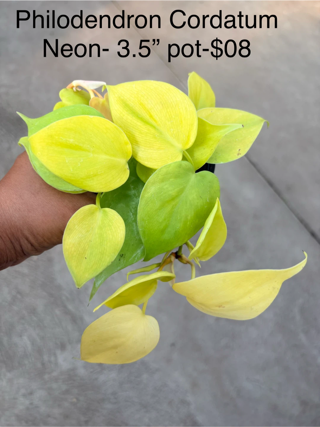 Assorted Houseplants in 3.5-inch and 4-inch Pots - photo 2