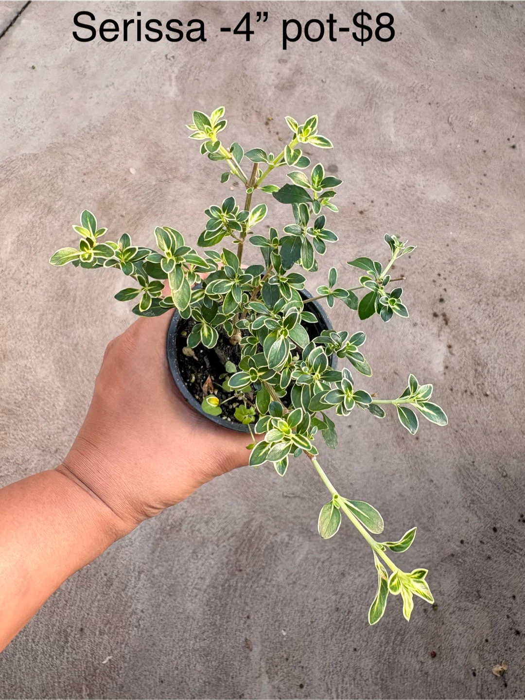 Assorted Houseplants in 3.5-inch and 4-inch Pots - photo 3