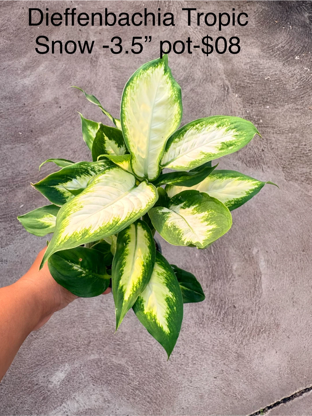 Assorted Houseplants in 3.5-inch and 4-inch Pots - photo 4