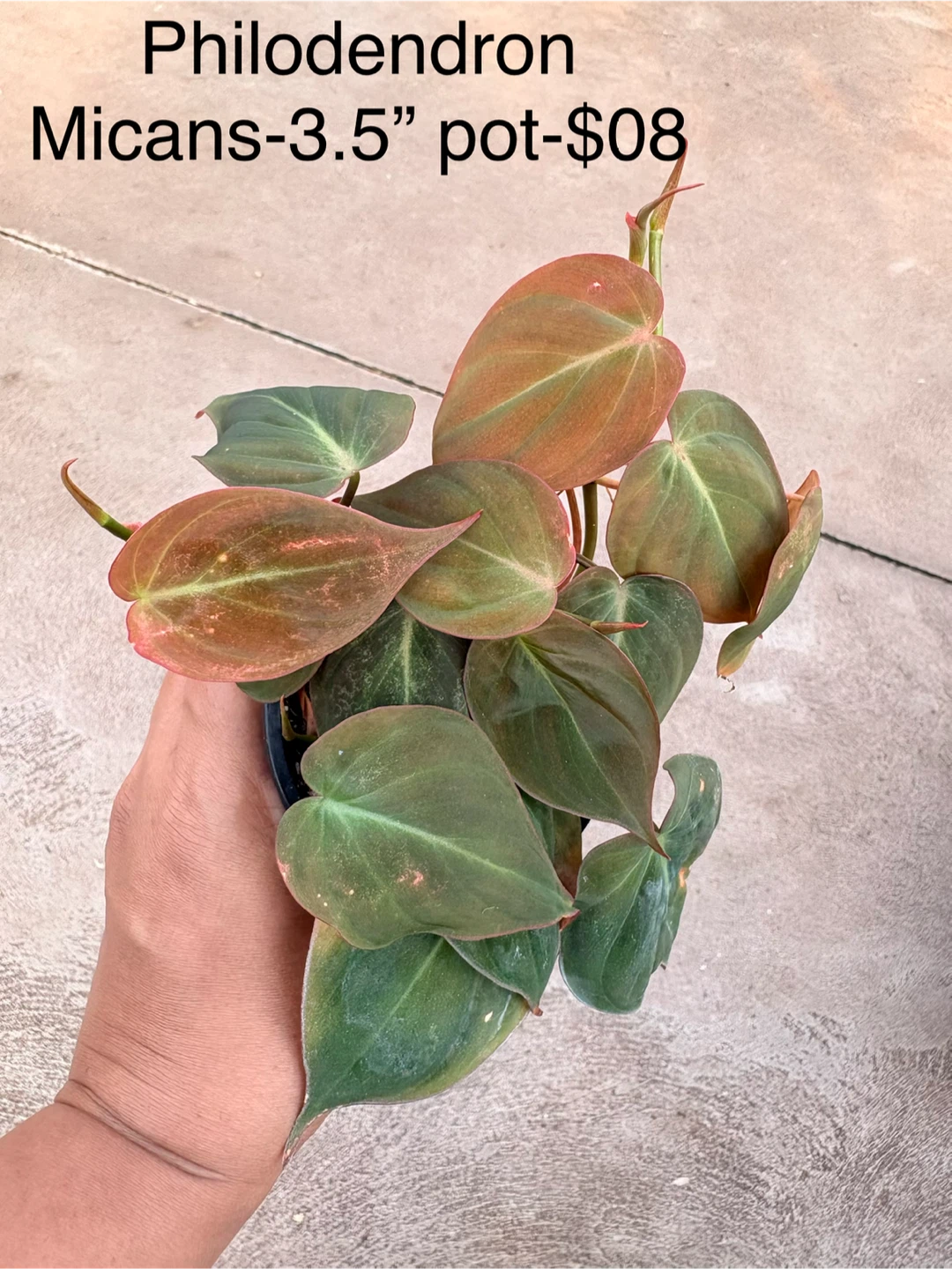 Assorted Houseplants in 3.5-inch and 4-inch Pots - photo 5