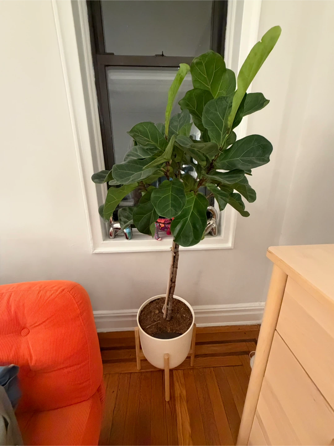 Fiddle Leaf Fig Plant (Easy Plant)