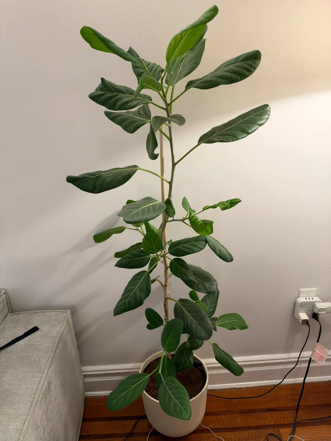 Ficus Audrey plant (Easy Plant)