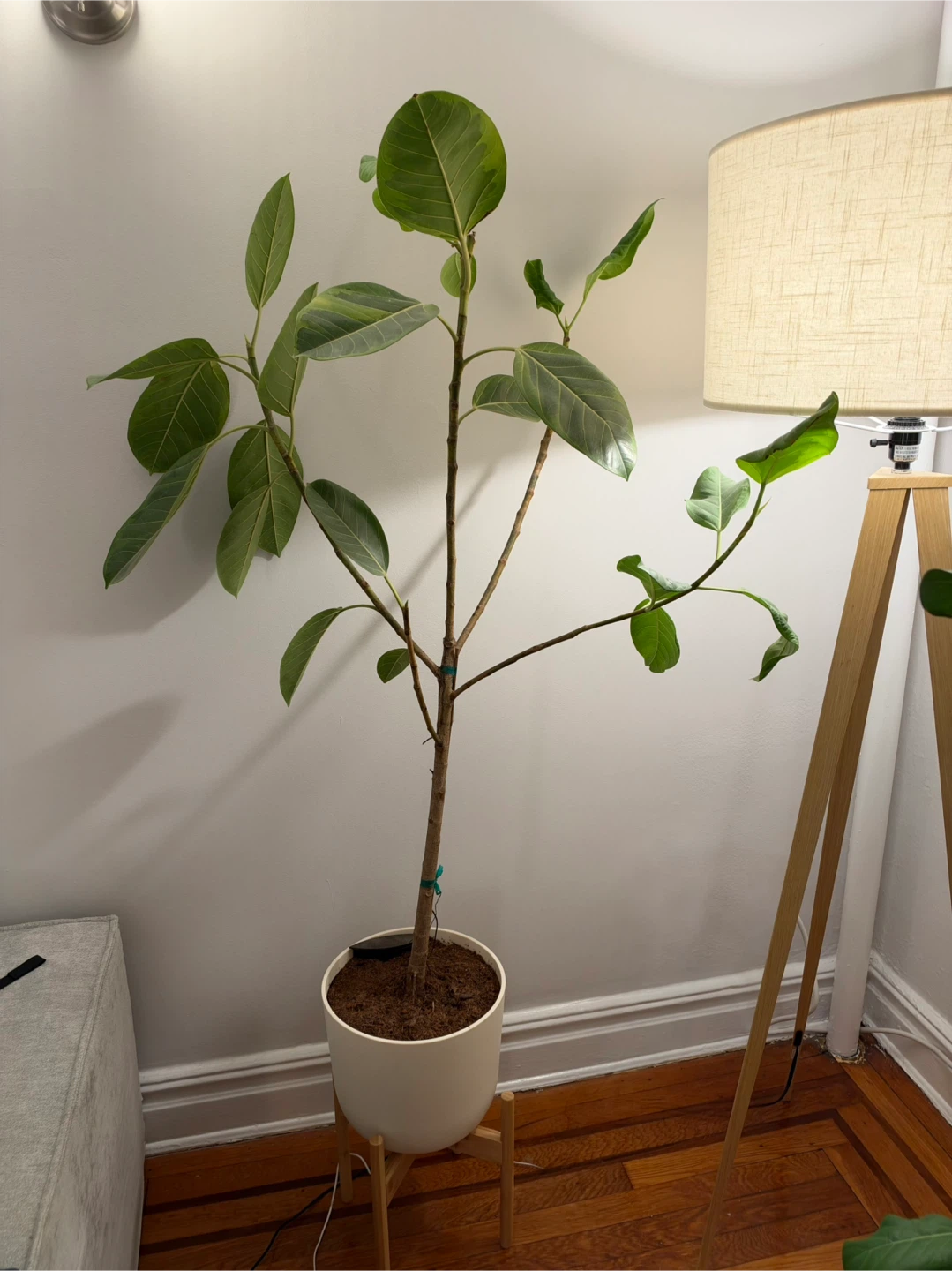 Ficus Audrey plant (Easy Plant)