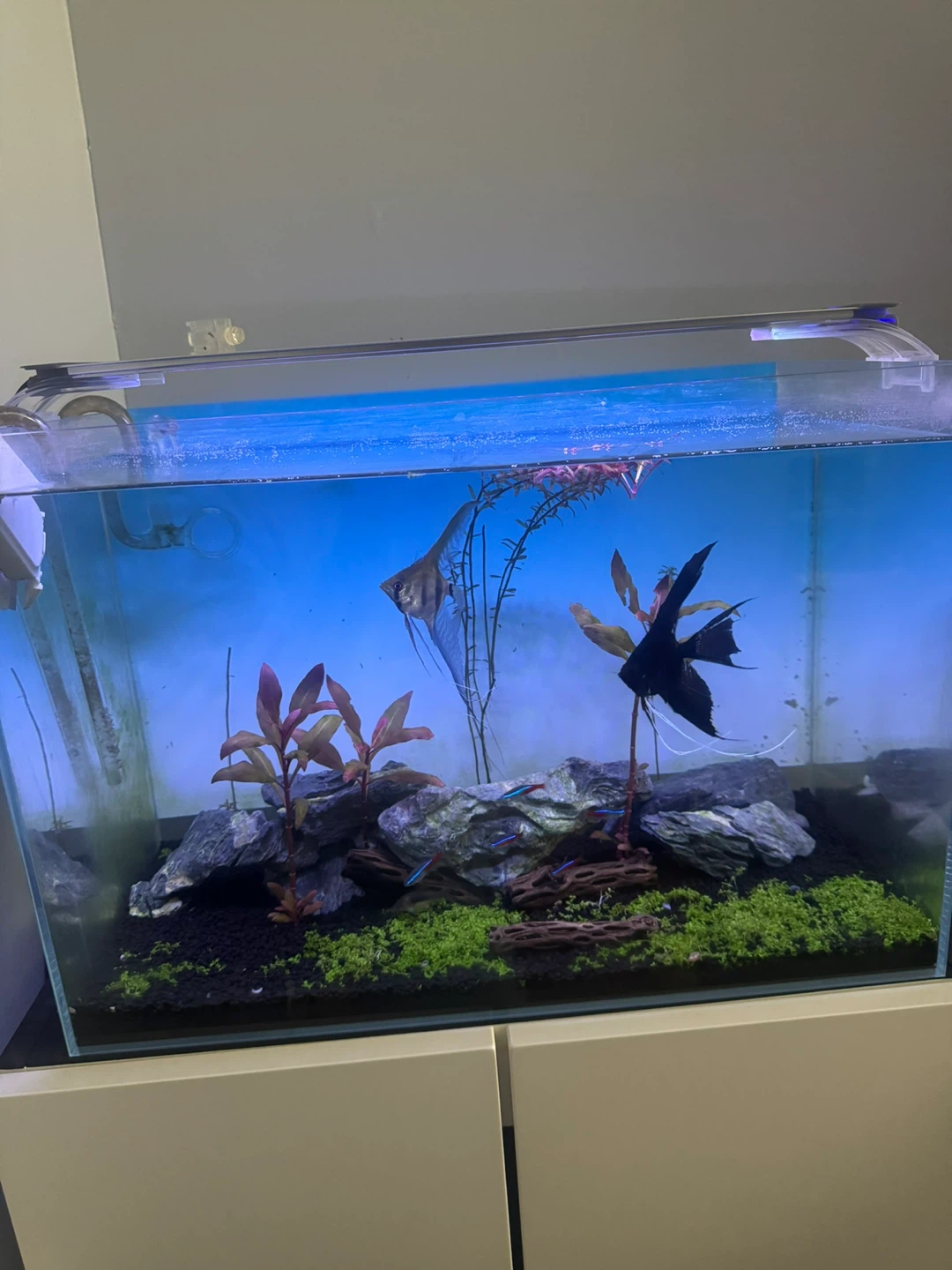 Allcolor 15G TANK (Rimless Aquarium) W extras - photo 2